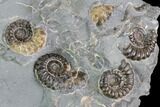 Ammonite (Promicroceras) Cluster - Somerset, England #86234-2